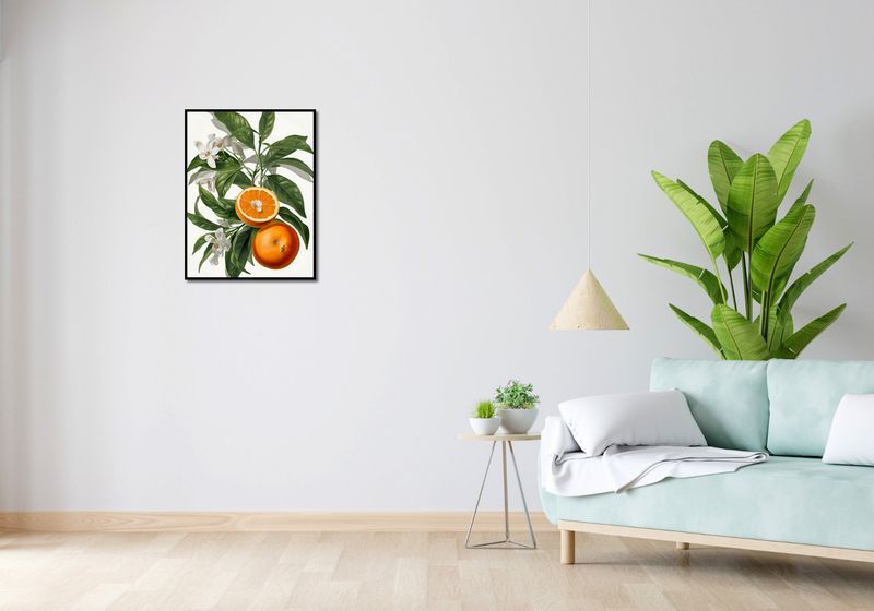 Plakat 50x65cm Dojrzałość Pomarańczy zdjęcie 4