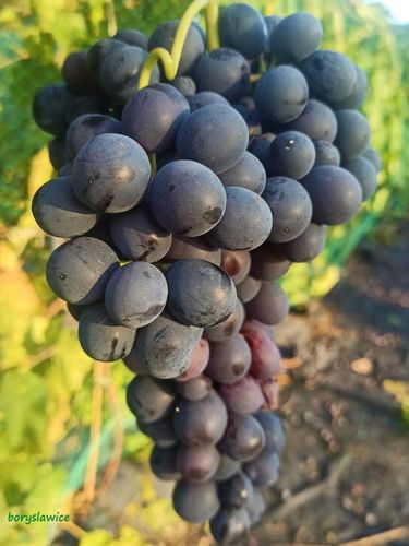 Winorośl 'Agat Doński' (Vitis) w doniczkach P9, wysokość 60-80 cm na Arena.pl