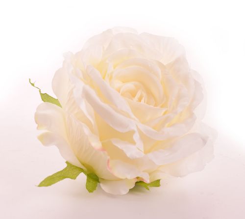 Róża główka ecri 6szt na Arena.pl