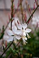 Gaura Lindheimera Whirling Butterflies - Gaura lindheimer