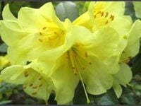 AZALIA żółta - sadzonki 60 / 80 cm