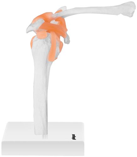 Staw barkowy - model anatomiczny Physa PHY-SJ-1 na Arena.pl