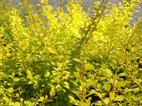 C2 BERBERYS THUNBERGA AUREA KRZEWY24