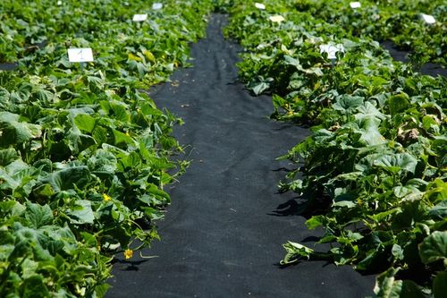 AGROWŁÓKNINA UV P-150G/M2 1,6x20m CZARNA GRUBA!!! na Arena.pl