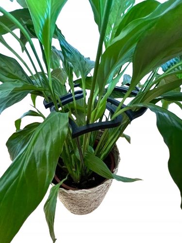 Podpórki do roślin kwiatów podpórka podpora obręcz RING MONSTERA M 33cm na Arena.pl