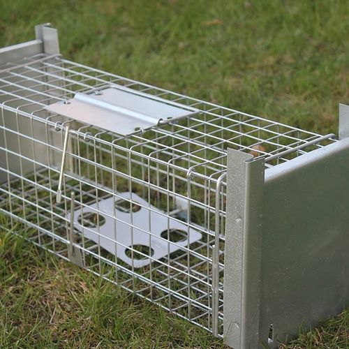 żywołapka pułapka na szczury gryzonie duża łapka na Arena.pl