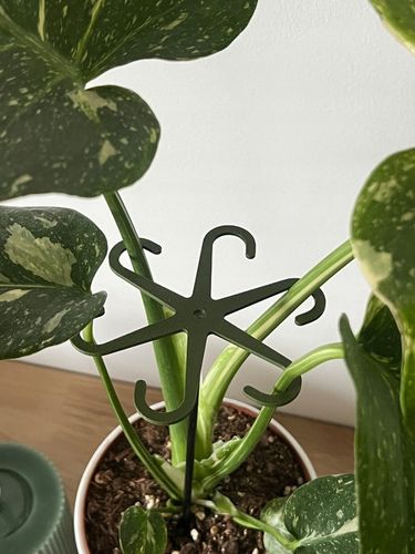 Podpórki do kwiatów podpórka chwytak z prętem 33cm OCTOPUS M 15cm 3 szt. na Arena.pl