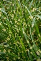 Miskant chiński Little Zebra - Miscanthus sinensis