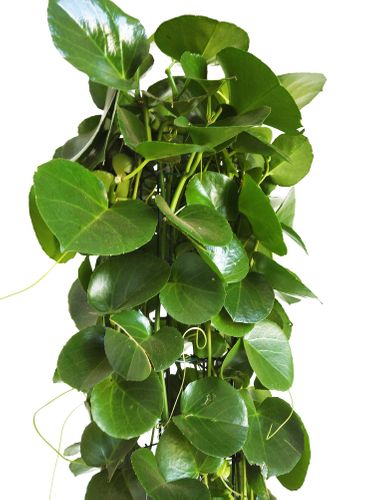 CISSUS ROTUNDIFOLIA wys.: 170cm na Arena.pl