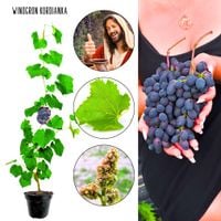 Winogron Kordianka podłużne owoce KRZEW 60-90 cm