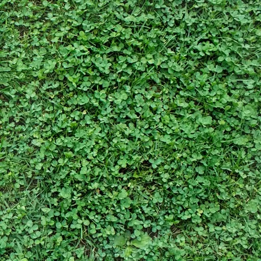 MIKROKONICZYNA drobnolistna KONICZYNA trawa nasiona 100 m² 0,5kg zdjęcie 2