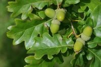 C2 DĄB BEZSZYPUŁKOWY QUERCUS PETRAEA 80-120 cm.