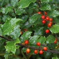 Ostrokrzew Meservy BLUE ANGEL Zimozielony żywopłot Ilex Żeński Sadzonki C3