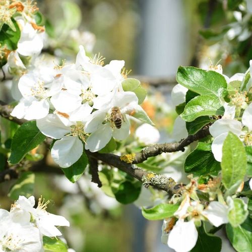 SADZONKI DRZEWKA OWOCOWE JABŁOŃ ANTONÓWKA BIAŁA ŚMIETANKOWA na Arena.pl
