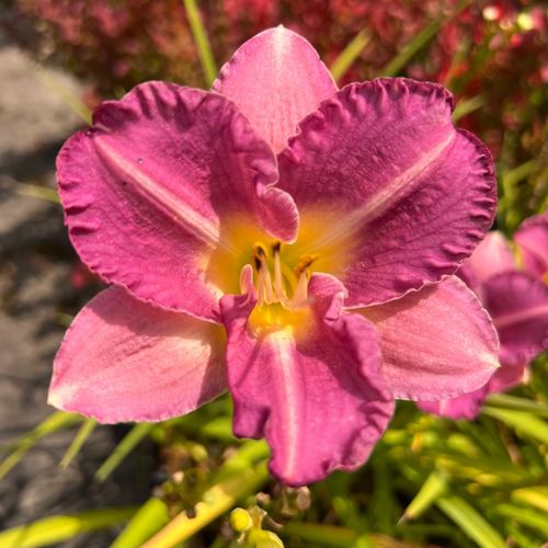 Liliowiec 'Entrapment' Różowy Żółty (Hemerocallis) Doniczka 2.0L na Arena.pl