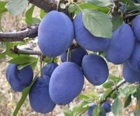 ŚLIWA HERMAN wczesny zbiór lipiec - sadzonki 90 / 140 cm