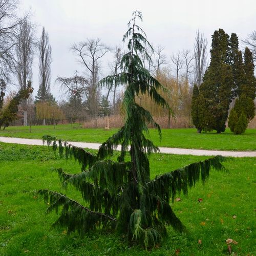 Cyprysik nutkajski PENDULA Wąski płaczący pokrój na Arena.pl