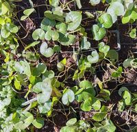 Kopytnik pospolity Asarum europaeum sadzonka roślina P9