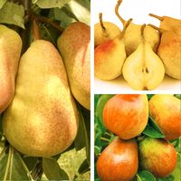 SADZONKI DRZEWKA OWOCOWE GRUSZA KLAPSA FAWORYTKA GIGANTYCZNE OWOCE