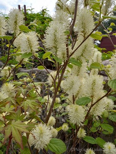Fotergilla mieszańcowa Beaver Creek jesienne wybarwienie na Arena.pl