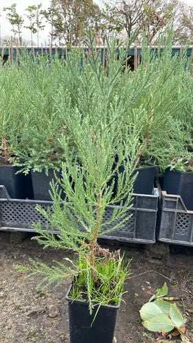 Mamutowiec Olbrzymi – Sequoiadendron giganteum – 20/30cm DONICZKA na Arena.pl