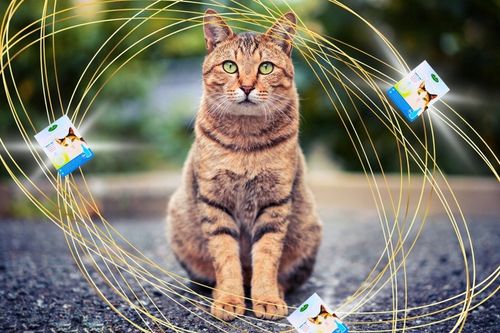 PREPARAT PRZECIW PCHŁOM I KLESZCZOM DLA KOTÓW NA KROPLE PCHŁY I KLESZCZE na Arena.pl