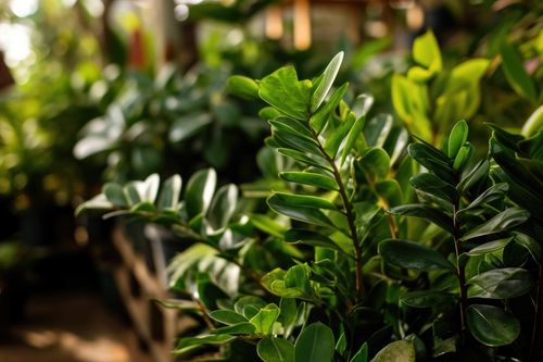 Zamioculcas Zamiokulkas zamiifolia ROŚNIE WSZĘDZIE W ZIMOWYM OPAKOWANIU na Arena.pl