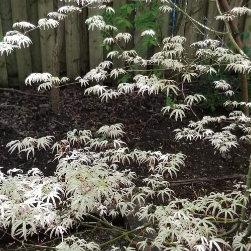 Klon palmowy Ukigumo unikatowy 40-60cm P14 na Arena.pl