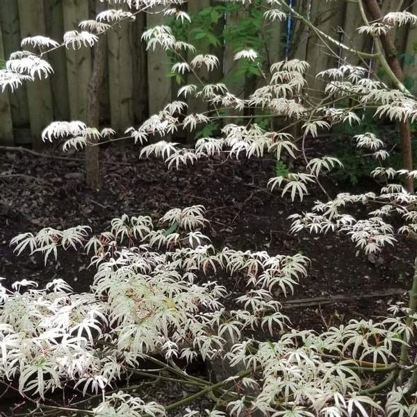 Klon palmowy Ukigumo unikatowy 40-60cm P14 zdjęcie 4