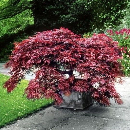 Klon palmowy Acer Garnet 40-60cm C2 zdjęcie 5