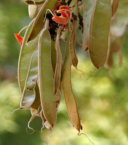 BUTEA MONOSPERMA Butea monosperma NASIONA 10 sztuk - 10g. na Arena.pl