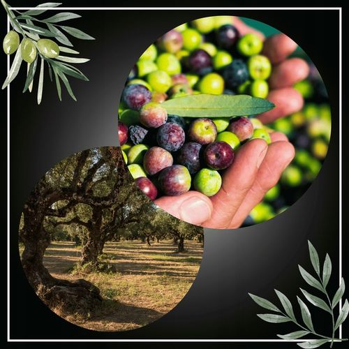 Oliwa z oliwek 1l Extra Virgin obsypana medalami PIERWSZA W PL ZBIÓR 24/25 na Arena.pl