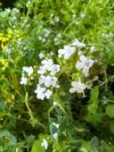 Tymianek pospolity aromatyczna bylina