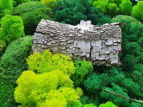 MECH + ODŻYWKA Chrobotek 500 0.5kg CZYSTY 3 KOLORY BOX + ODŻYWKA na Arena.pl