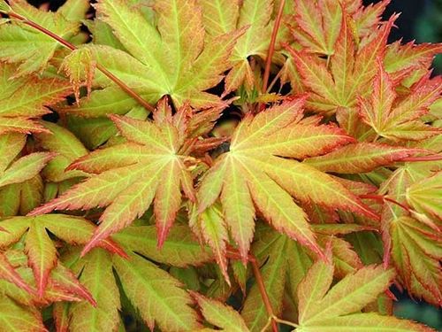 Klon palmowy Orange Dream 40-60cm P9 na Arena.pl