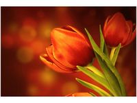 120CM 80CM OBRAZ ŚCIENNY CZERWONE TULIPANY