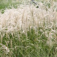 Miskant chiński KLEINE FONTANE Okazałe kwiatostany Duże sadzonki 3L