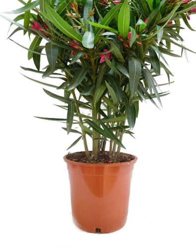OLEANDER KRZEW wys.: 70 cm na Arena.pl