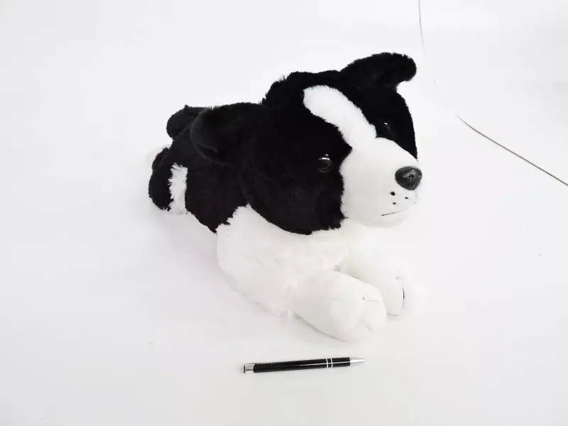 Maskotka pies Border Collie 60 cm, leżący zdjęcie 1