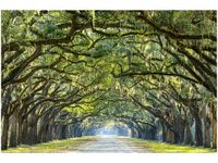 120CM 80CM OBRAZ ŚCIENNY DĘBOWA ALEJA PLANTACJI WORMSLOE