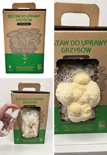 Soplówka Jeżowata MUSHROOMS GROW KIT grzybnia na Arena.pl