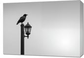 Obraz 70x50cm Samotny Postój Kruka