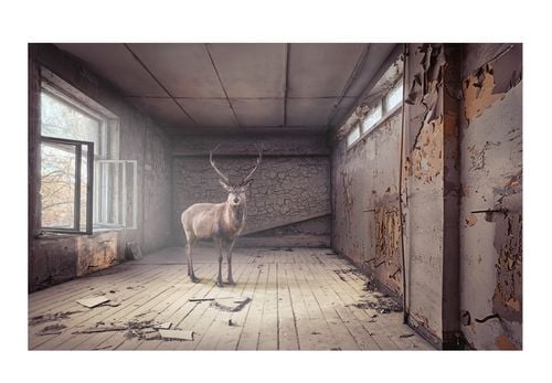 Fototapeta - Zagubiony 450x280 na Arena.pl