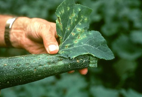 SUM21 SYLLIT 65 WP 45G ŚRODEK GRZYBOBÓJCZY SUMIN na Arena.pl