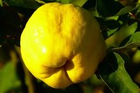 PIGWA jabłkowa - sadzonki 130 / 150 cm