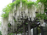 GLICYNIA WISTERIA CHIŃSKA kremowa - sadzonki 10 / 15 cm