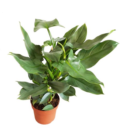 FILODENDRON HASTATUM 60cm na Arena.pl