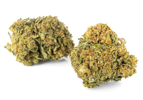 CBD SUSZ KONOPNY | SILVER HAZE PREMIUM 20g na Arena.pl