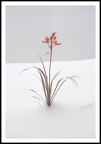 Plakat 67,5x100cm Subtelność Natury na Arena.pl