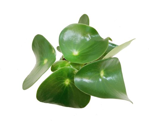 PEPEROMIA POLYBOTRYA RAINDROP 25cm na Arena.pl